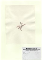 藏品(曲刺沙菜)的圖片